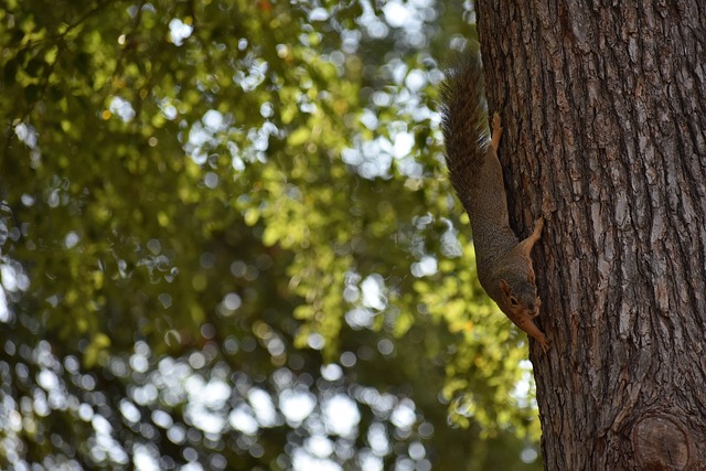 艾萨克的 艾萨克的